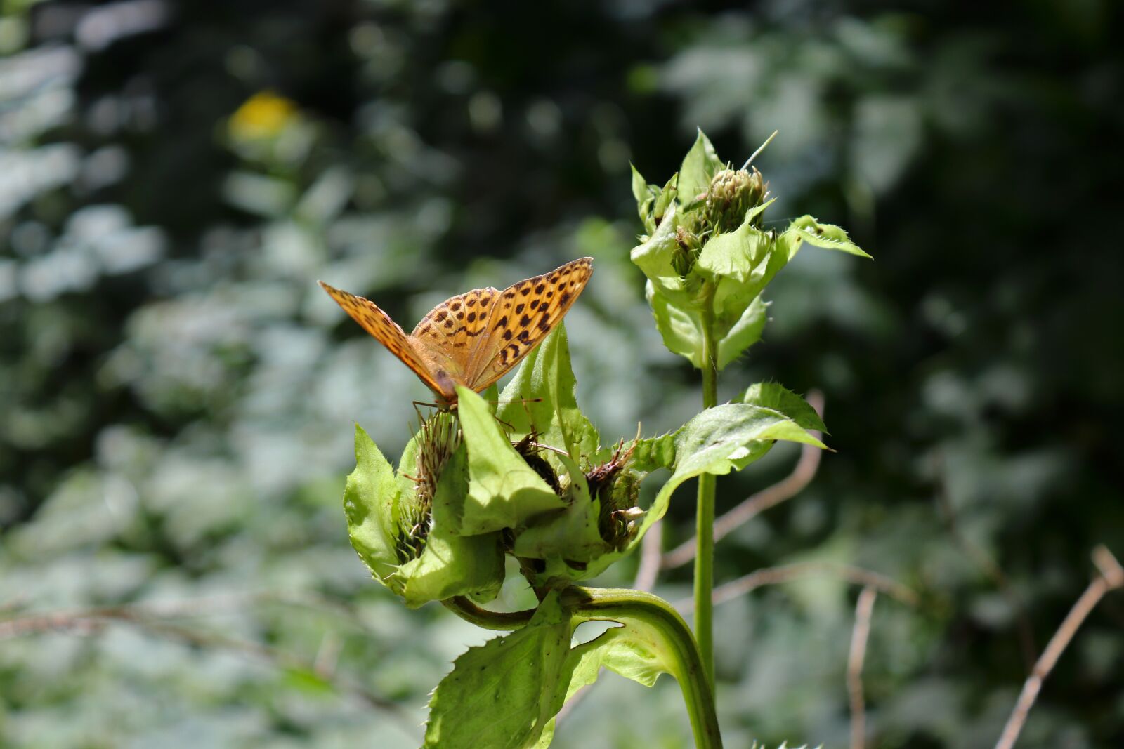 Canon EOS 200D (EOS Rebel SL2 / EOS Kiss X9) sample photo. Butterfly, schmetterling, nature photography
