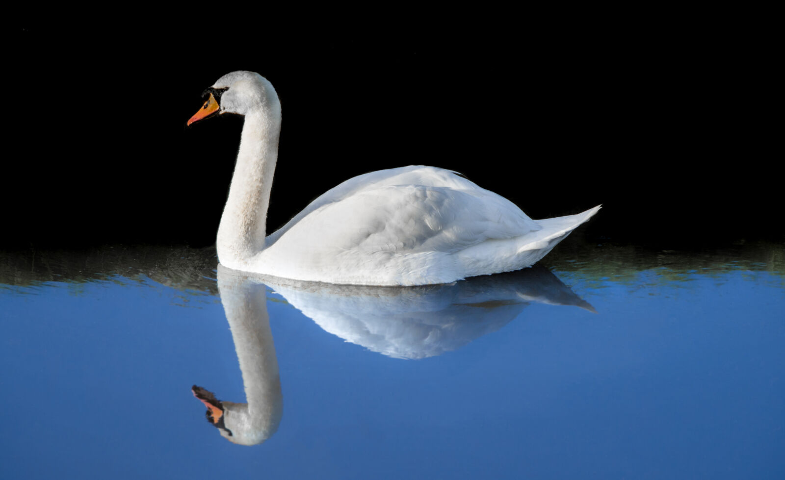 Nikon D7000 sample photo. White, swan photography