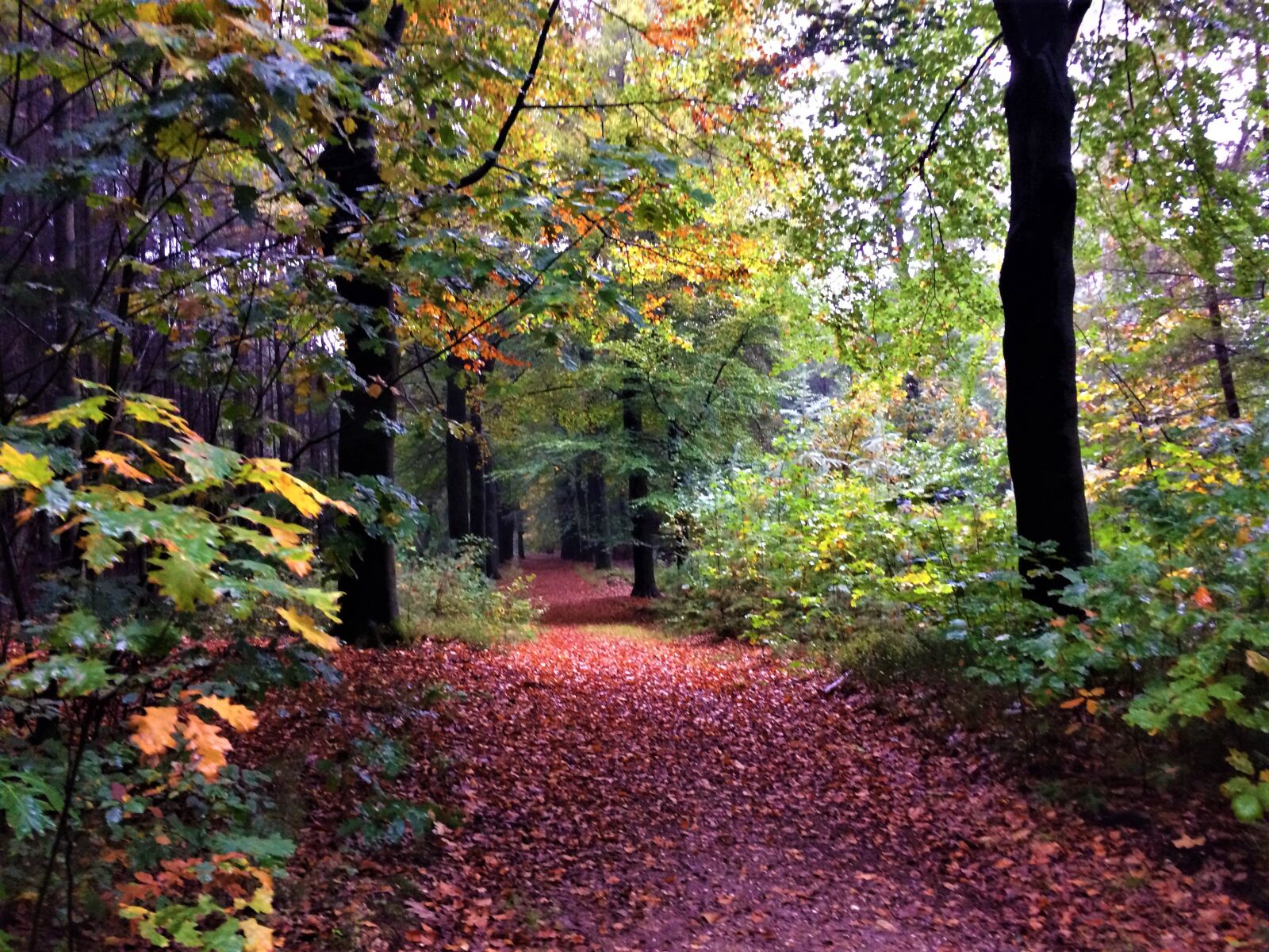 Apple iPhone 5s sample photo. Path, forest, autumn photography