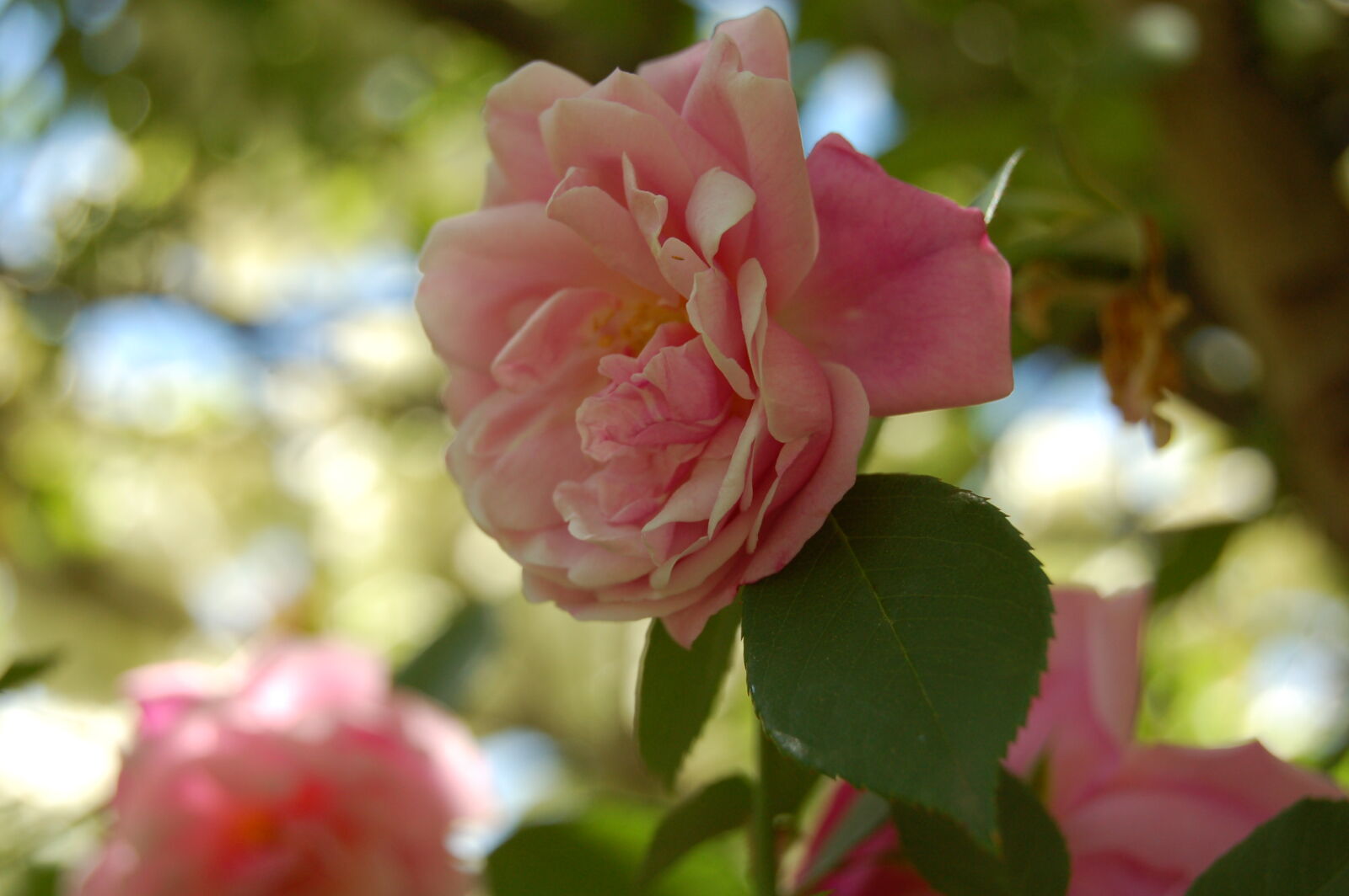 Nikon D50 + AF-S DX Zoom-Nikkor 18-55mm f/3.5-5.6G ED sample photo. Delicate, flower, flowers, garden photography