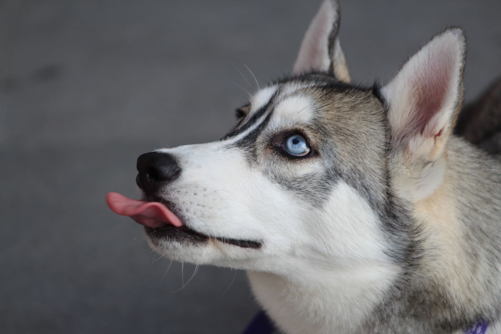 Canon EF75-300mm f/4-5.6 sample photo. Dog, love, animal photography
