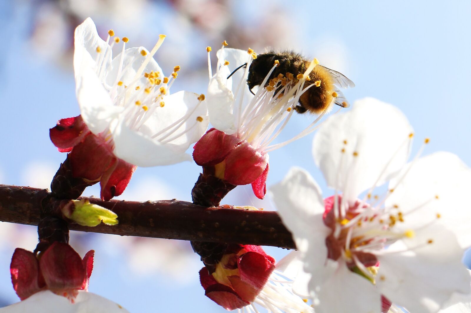 Canon EOS 60D sample photo. Apricot, flower, nature photography