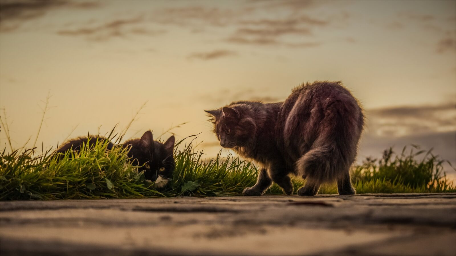 Nikon D3300 sample photo. Cats, stray, sunset photography