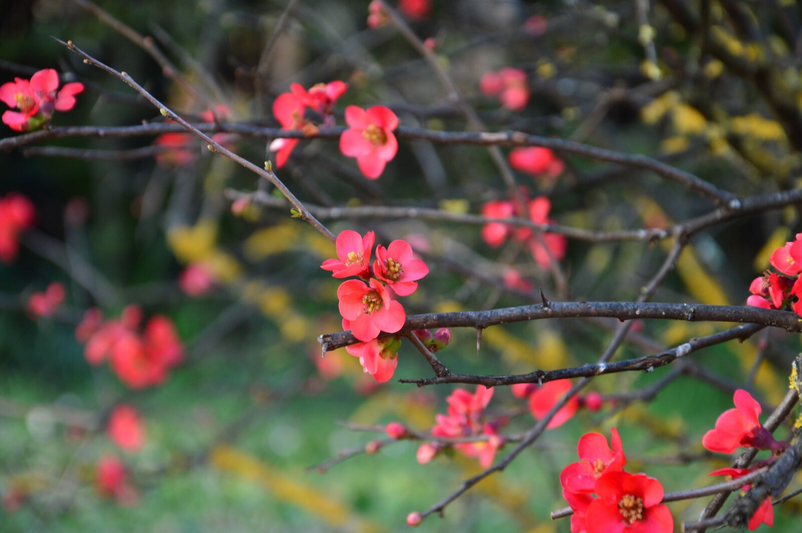 Nikon D3200 sample photo. Japanese quince, plum, blooms photography