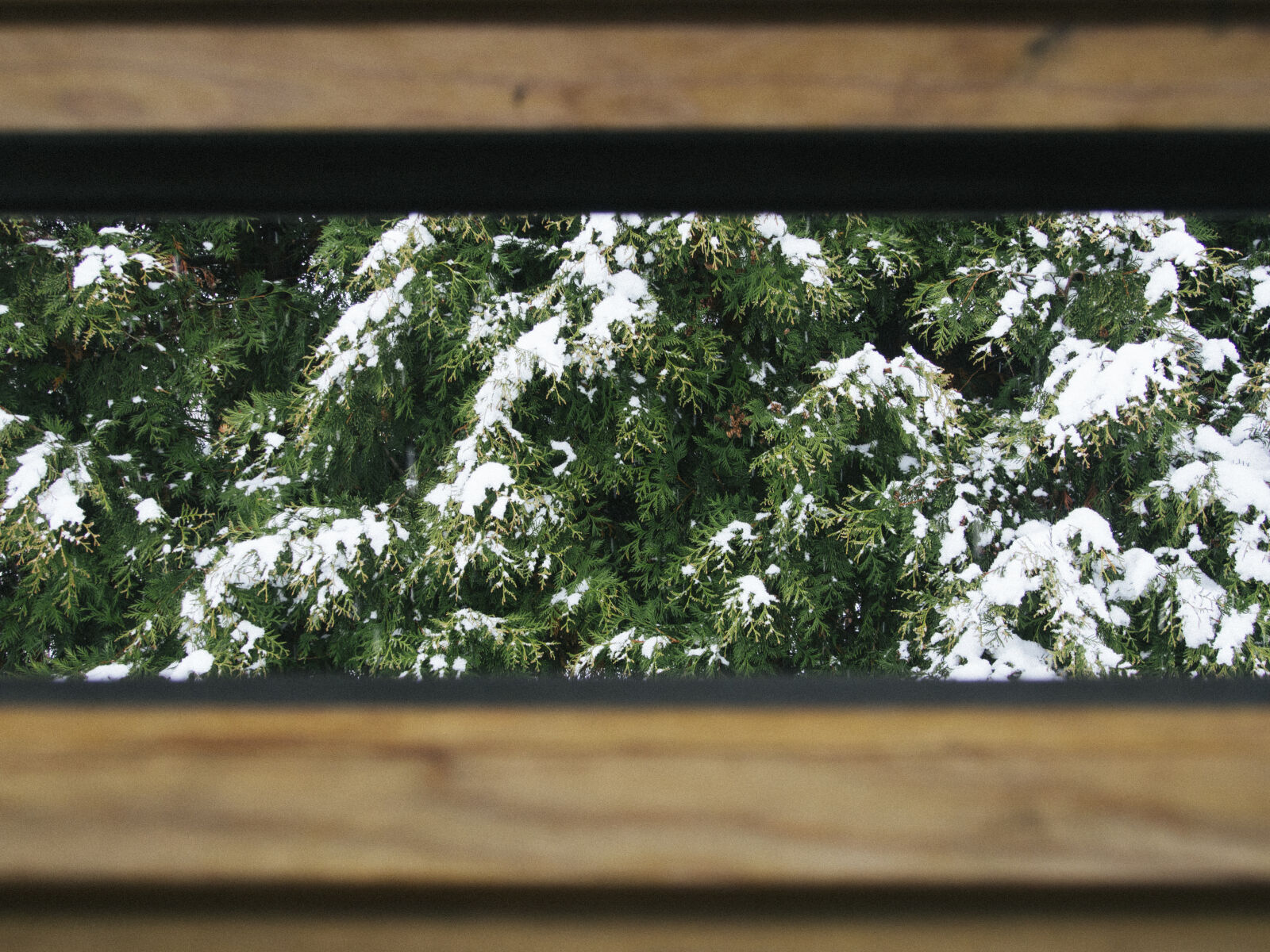 Olympus OM-D E-M5 sample photo. Cold, daylight, environment, forest photography