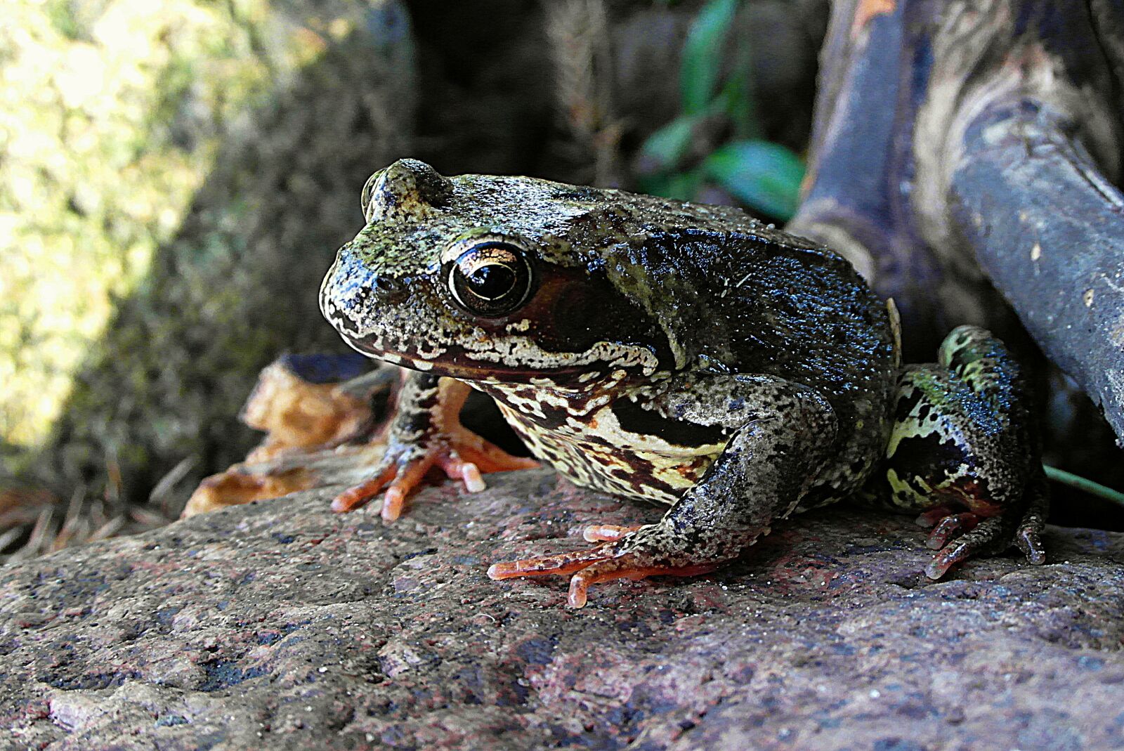 Samsung WB750 sample photo. The frog, amphibian, hyla photography