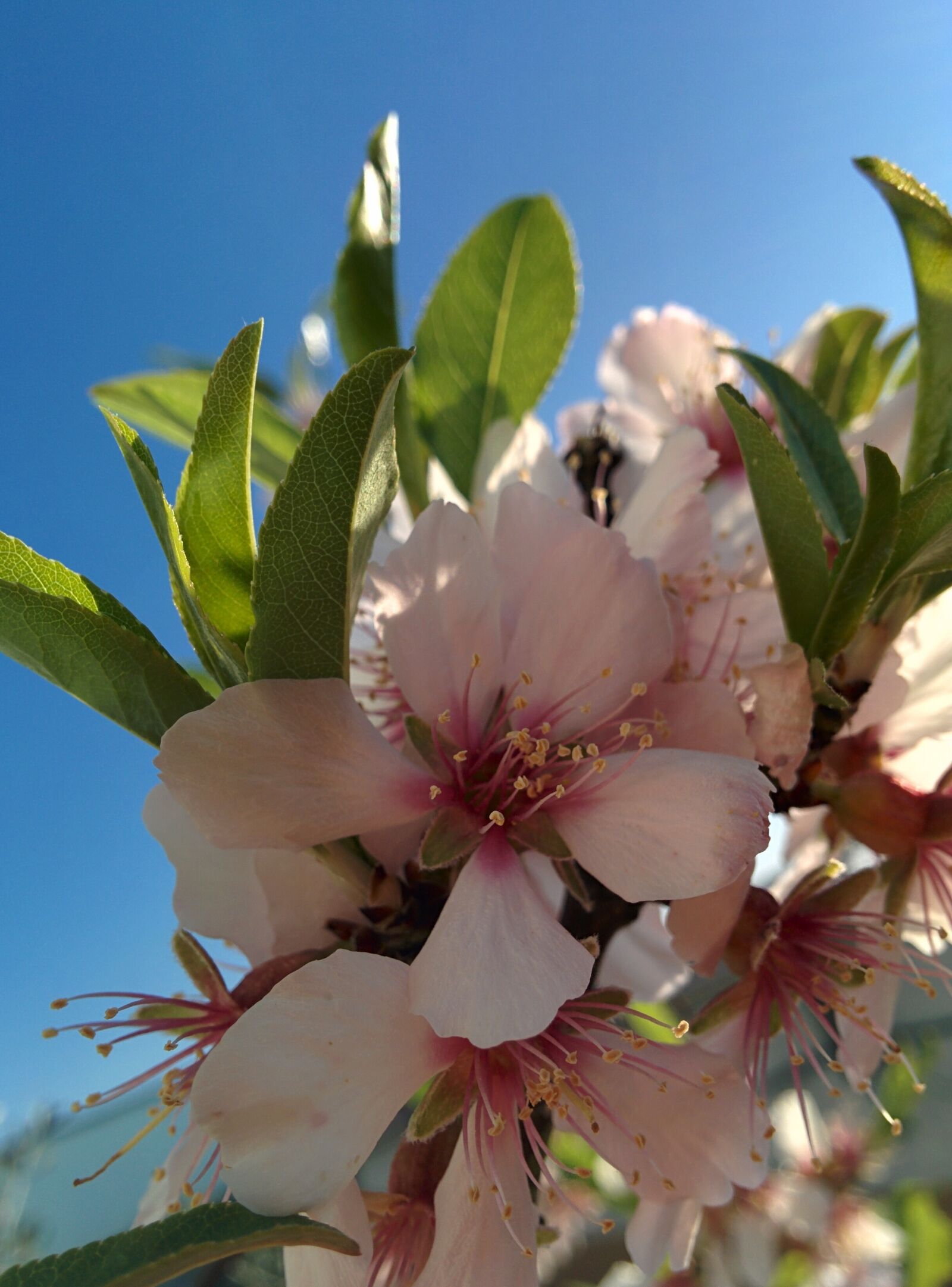 LG Nexus 5 sample photo. Flower, almond tree, spring photography