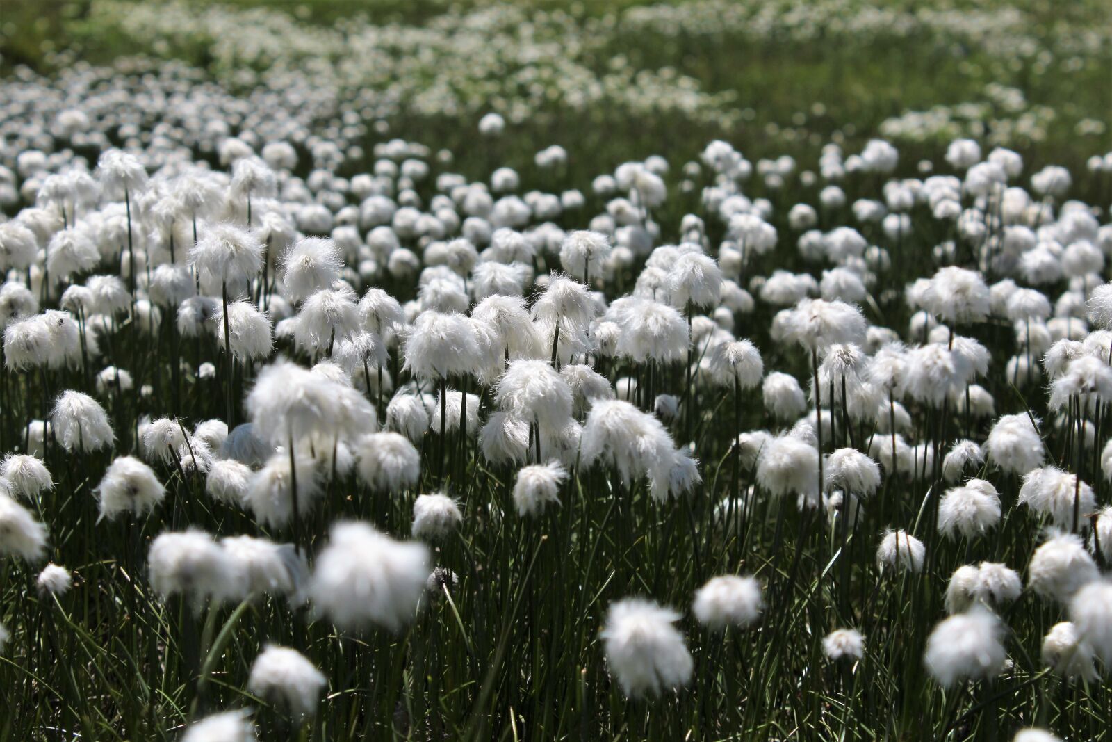 Canon EOS 1200D (EOS Rebel T5 / EOS Kiss X70 / EOS Hi) sample photo. Cottongrass, mountains, nature photography
