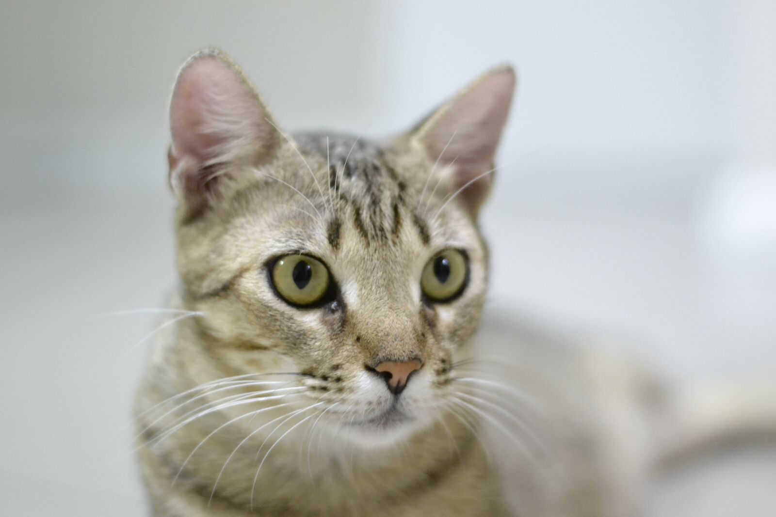 Nikon D3100 sample photo. Cute, cat, pet photography