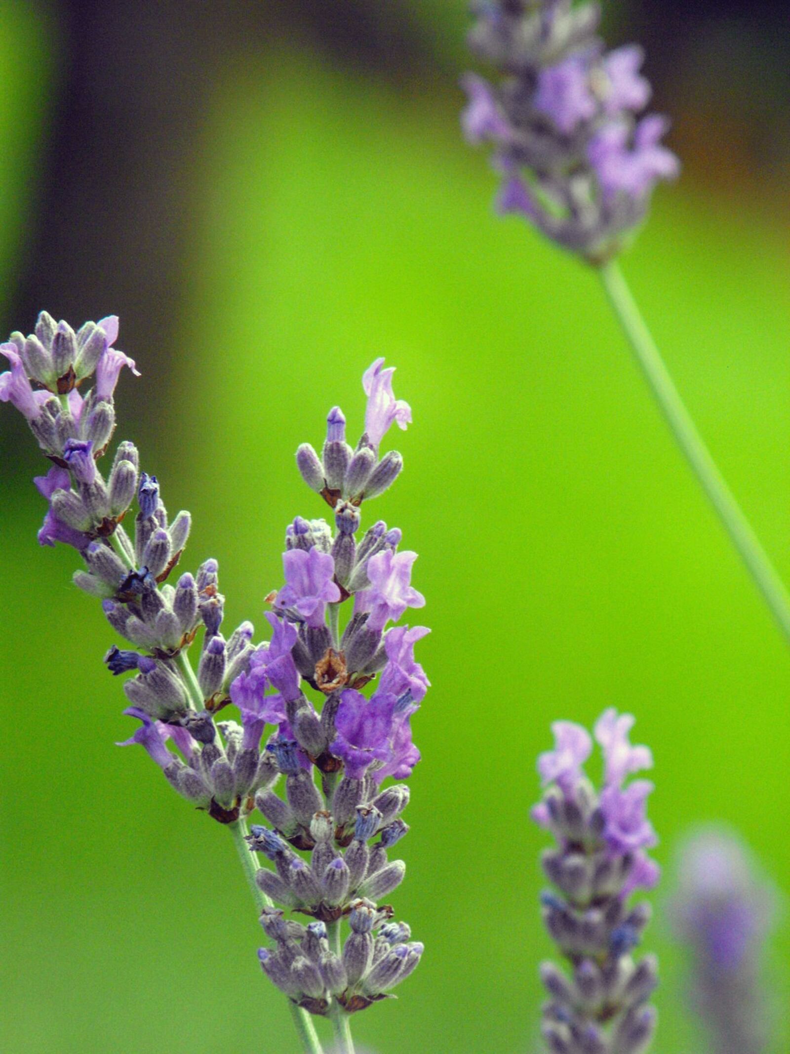 Fujifilm FinePix S1000fd sample photo. Lavender, flower, plant photography