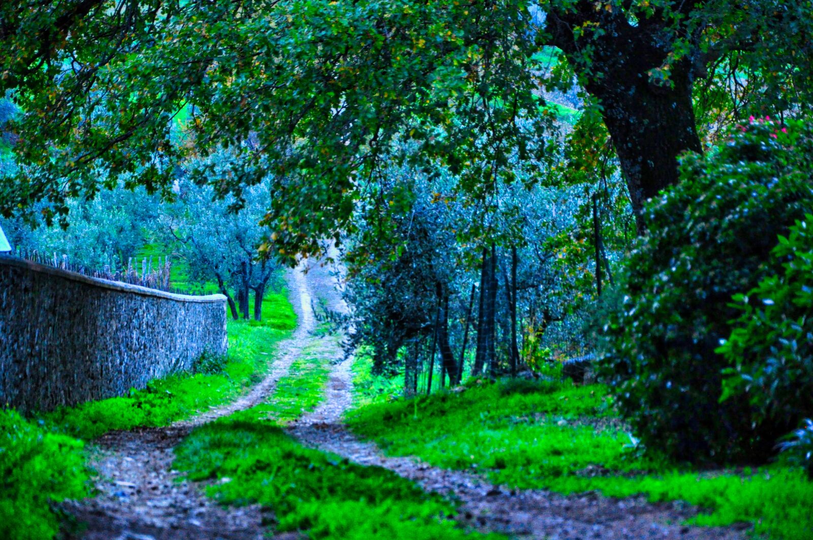 Nikon D5000 sample photo. Campaign, nature, agriculture photography