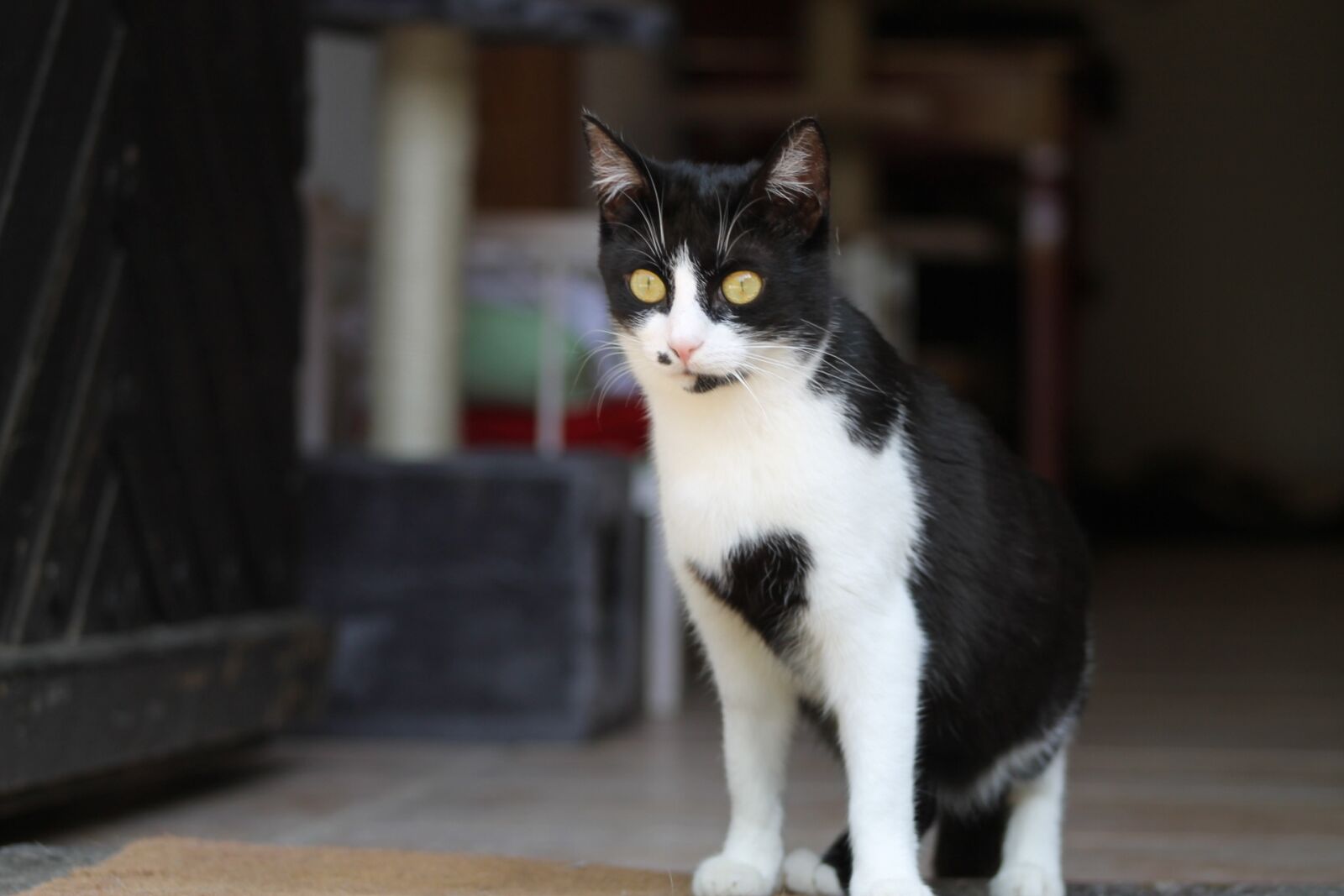 Canon EF 75-300mm f/4-5.6 sample photo. Aiderbichl, animals, cat photography