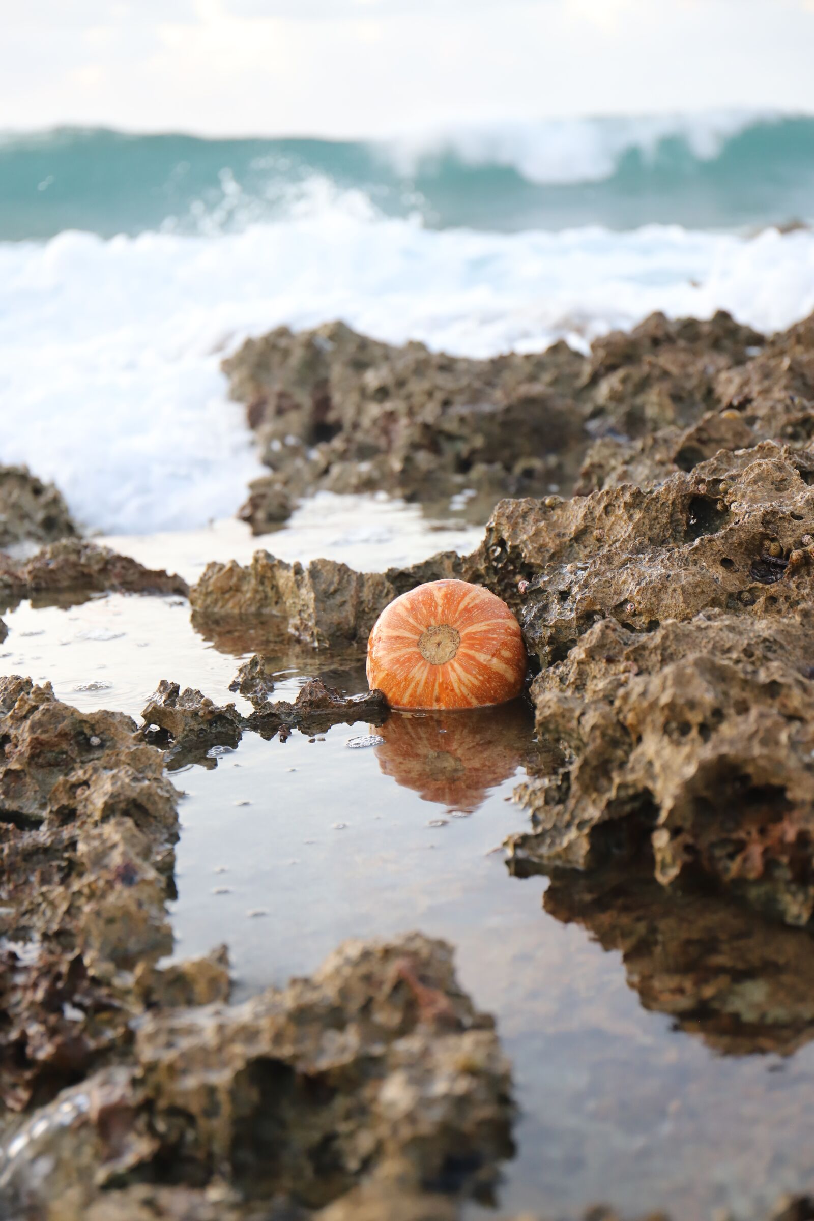 Canon EOS 6D Mark II sample photo. Fruit, water, sea photography