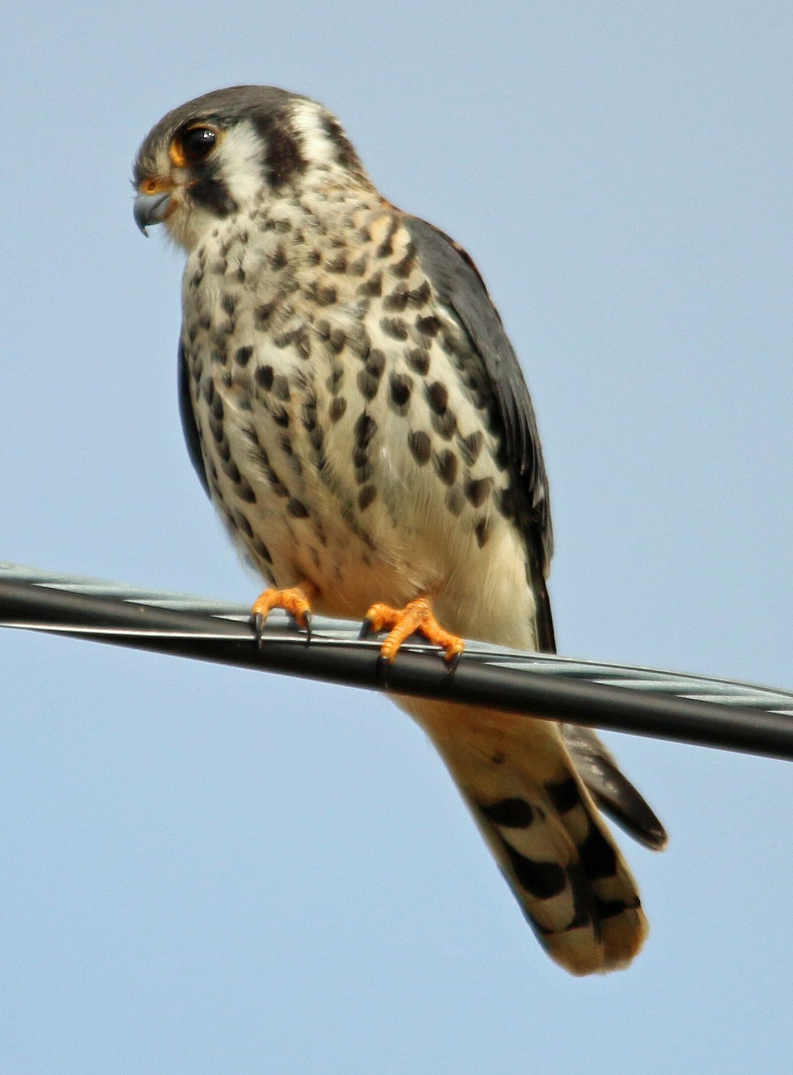 Canon EOS 70D sample photo. Falcon, american kestrel, kestrel photography