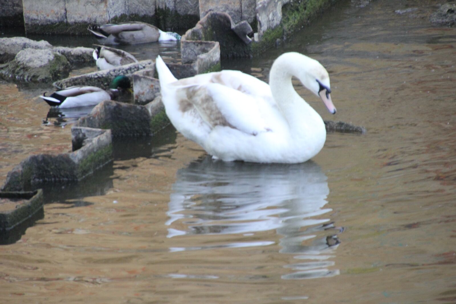 Canon EOS 60D sample photo. Swan, bird, water photography