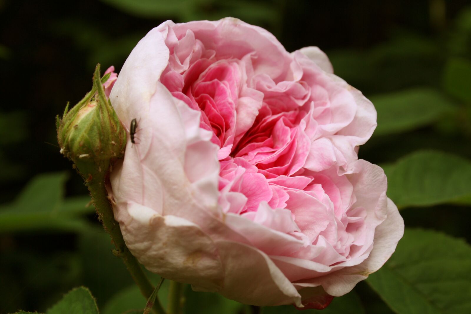 Canon EOS 1000D (EOS Digital Rebel XS / EOS Kiss F) sample photo. Rose, pink, flower photography