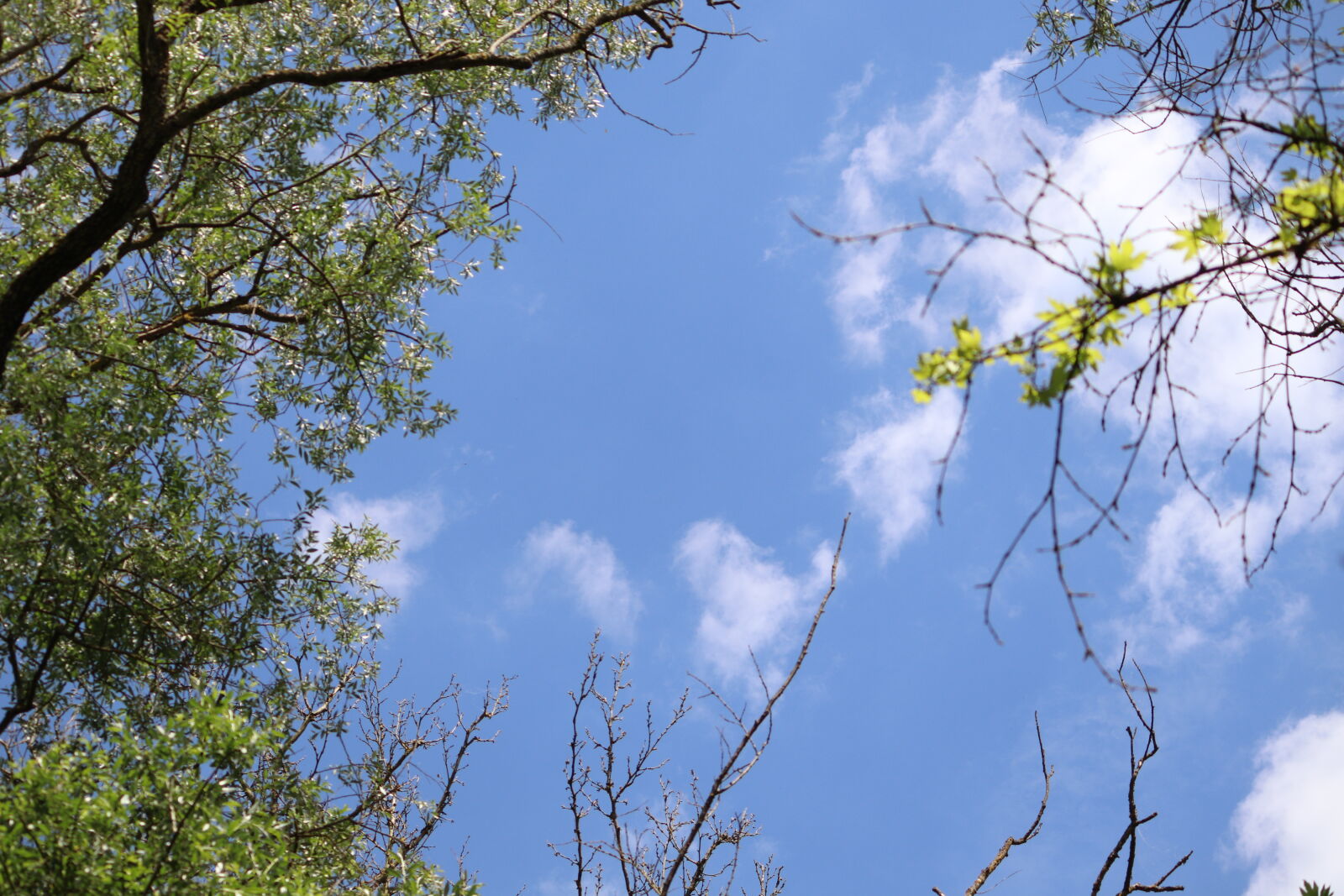 Canon EF-S 55-250mm F4-5.6 IS sample photo