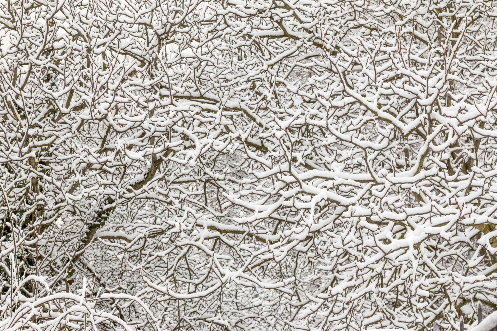 Canon EOS 70D + Canon EF 24-105mm F4L IS USM sample photo. Winter, snow, branches photography