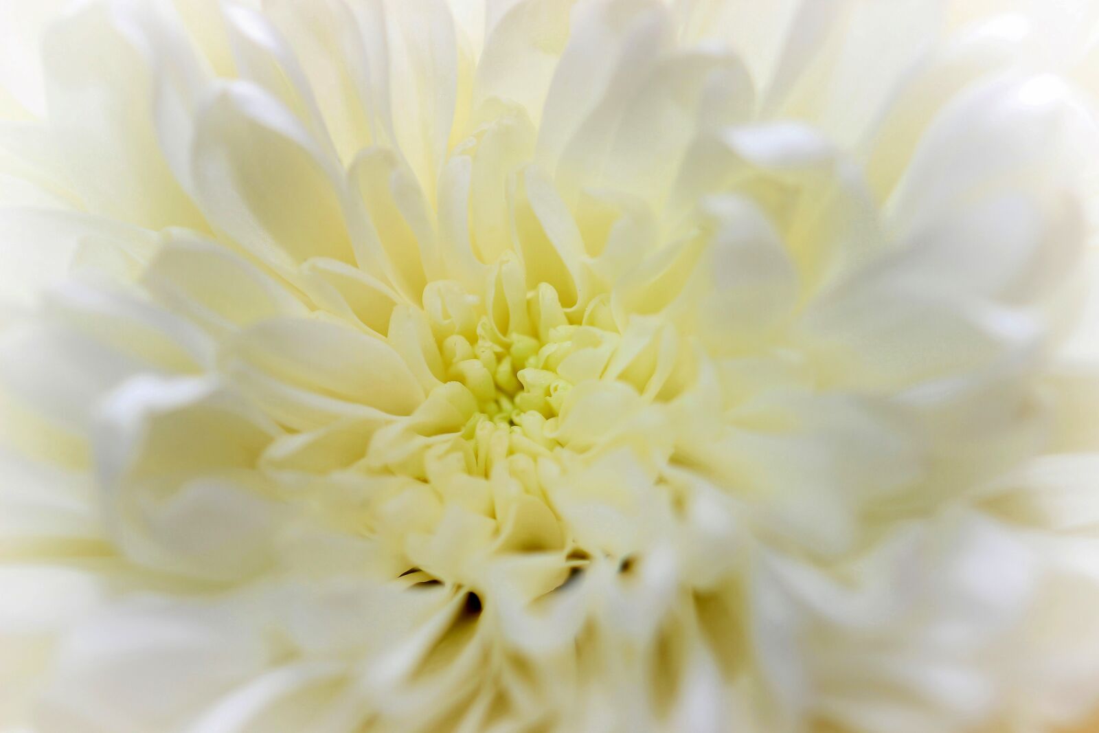 Canon EOS 600D (Rebel EOS T3i / EOS Kiss X5) sample photo. Flower, white, macro photography