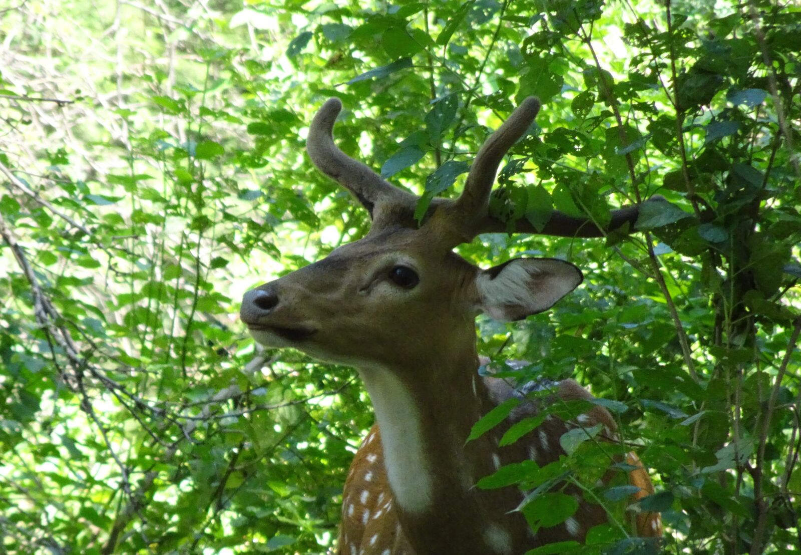 Sony Cyber-shot DSC-HX90V sample photo. Spotted deer, chital, stag photography