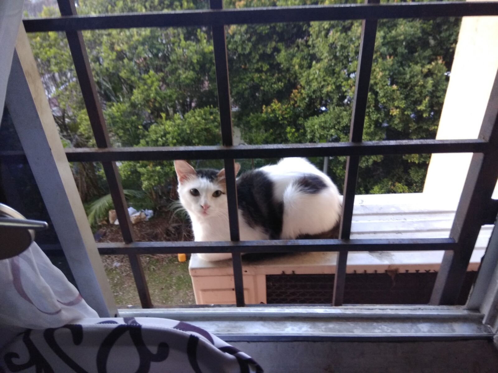 Xiaomi Redmi Note 4 sample photo. Window view, lovely cat photography