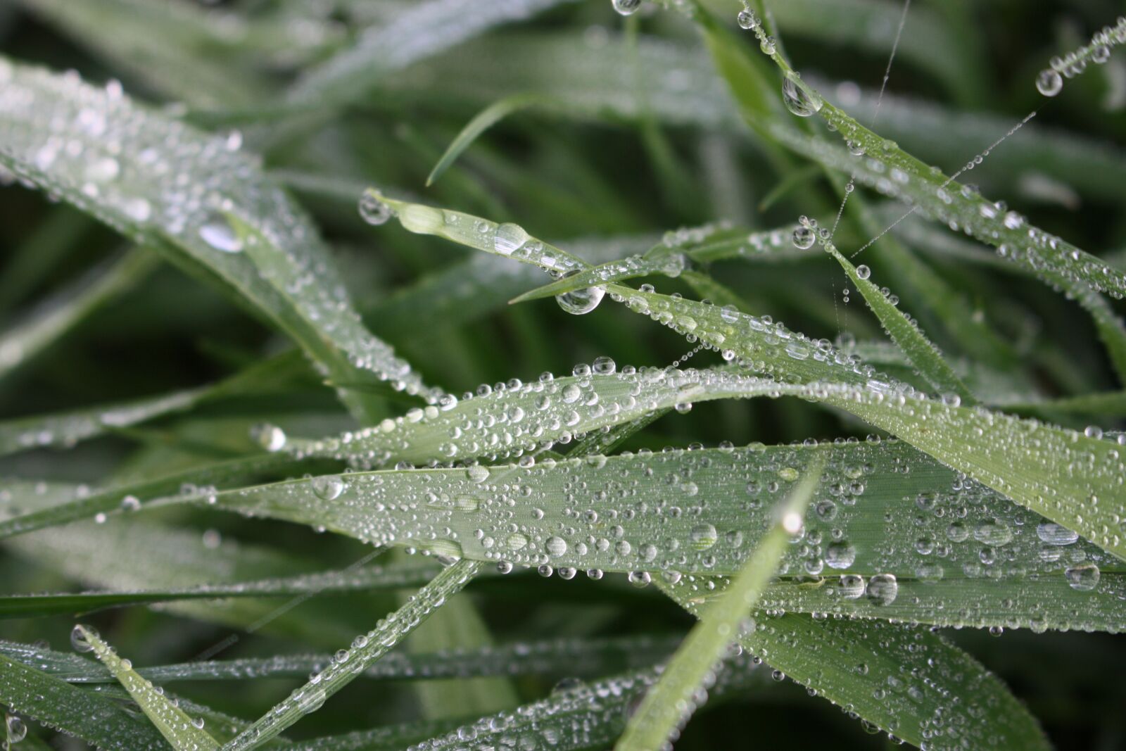 Canon EOS 450D (EOS Rebel XSi / EOS Kiss X2) sample photo. Leaf, dew, plant photography