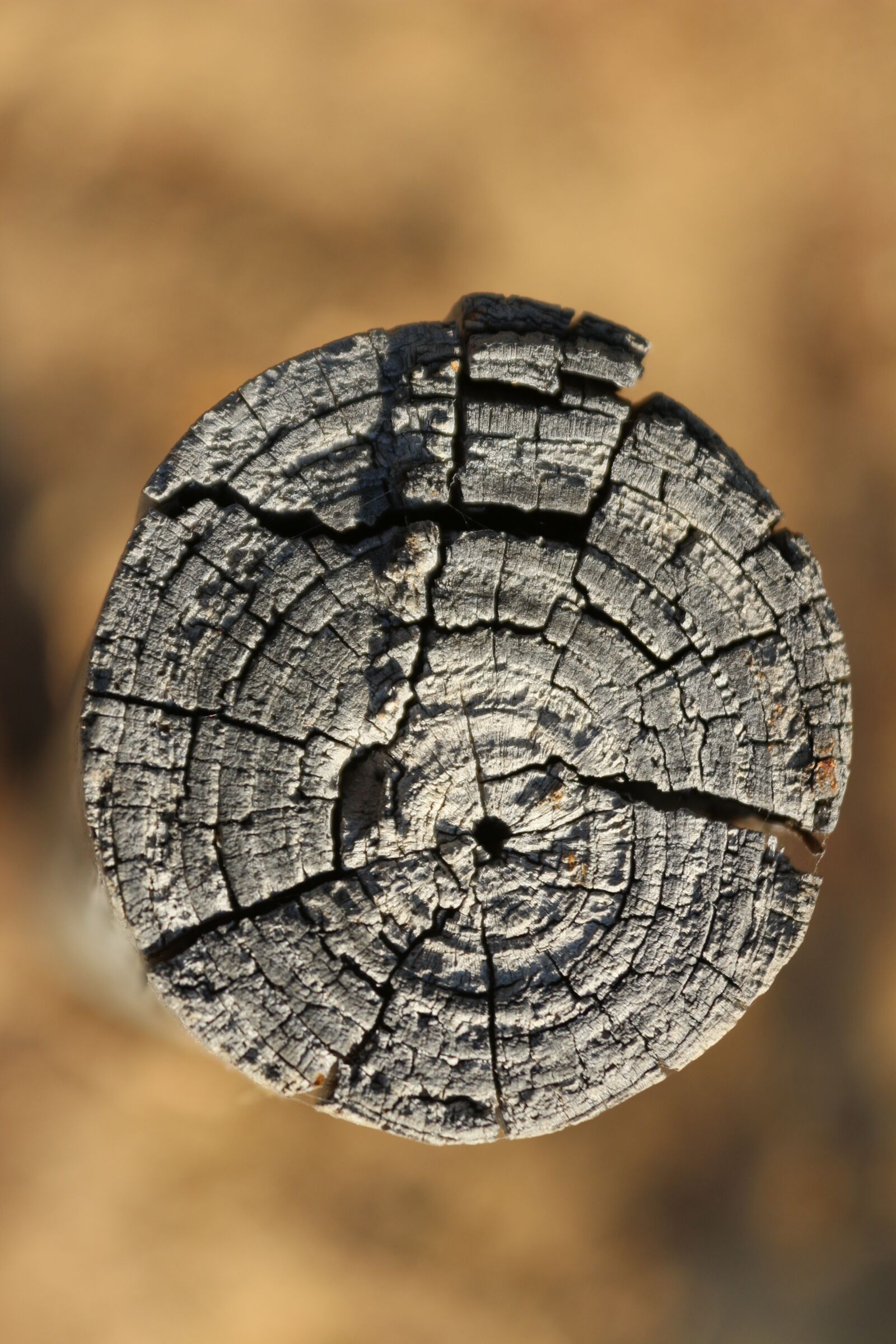 Canon EOS 650D (EOS Rebel T4i / EOS Kiss X6i) sample photo. Trunk, wood, nature photography