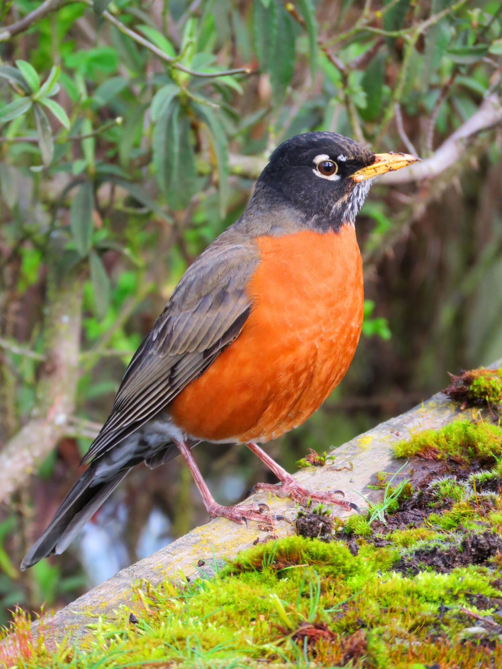 Canon PowerShot SX60 HS sample photo. Robin, bird, birding photography