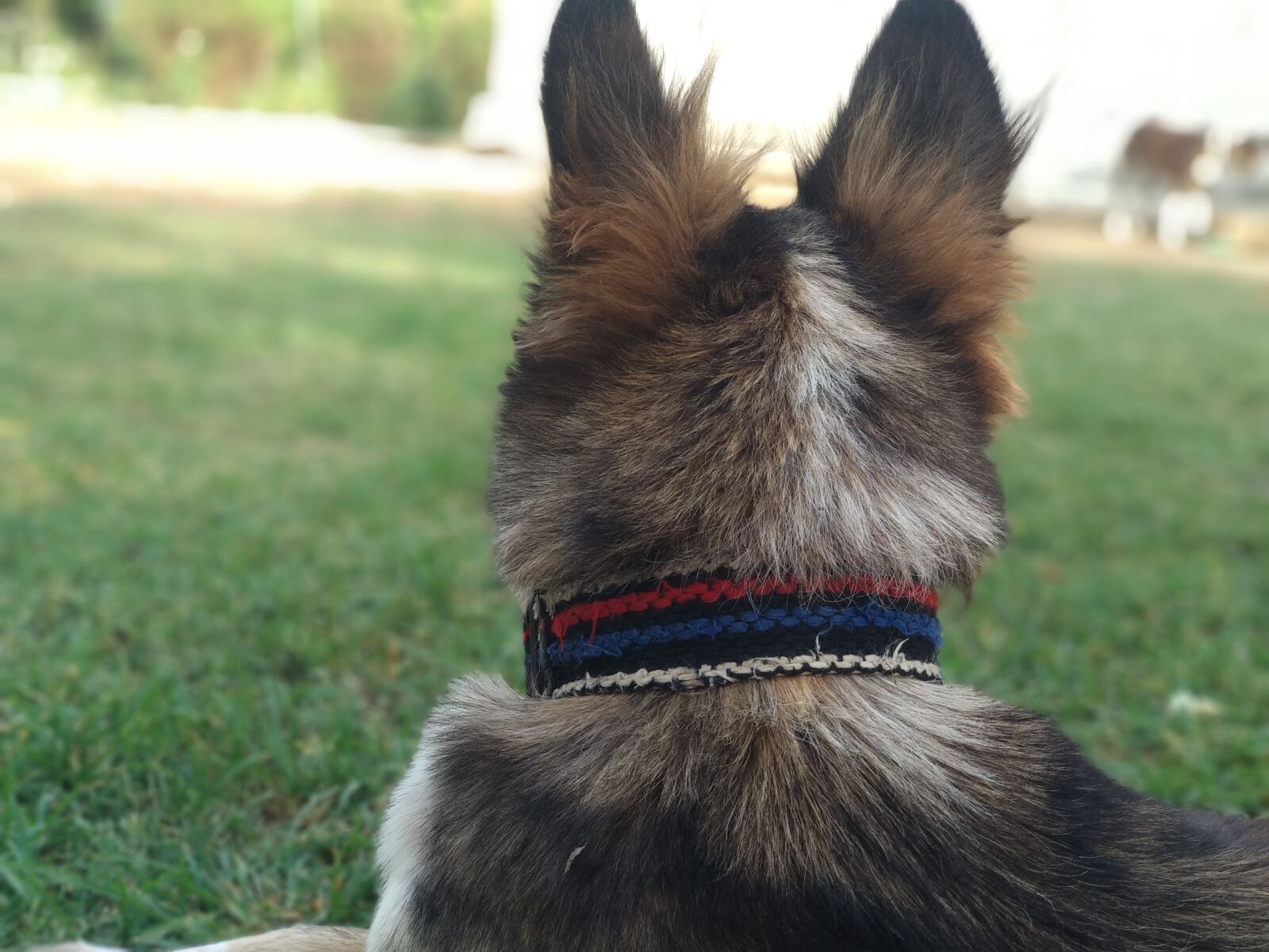 Xiaomi Mi A1 sample photo. Dog cute, sweet dog photography