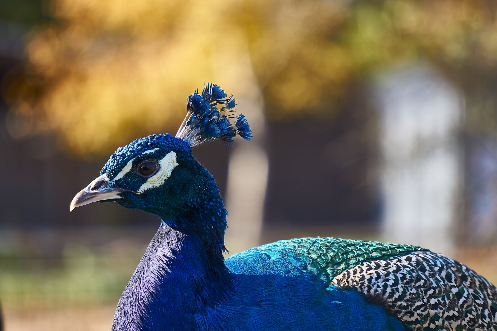 Sony E 55-210mm F4.5-6.3 OSS sample photo. Peacock, bird, bird peacock photography