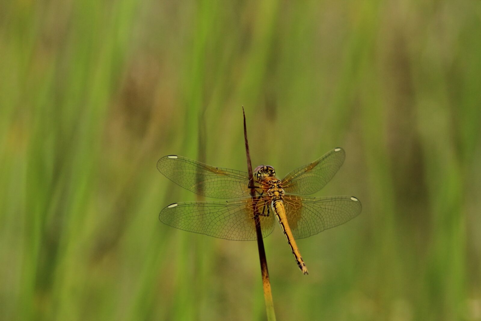 Canon EOS 1200D (EOS Rebel T5 / EOS Kiss X70 / EOS Hi) sample photo. Nature, insect, grass photography