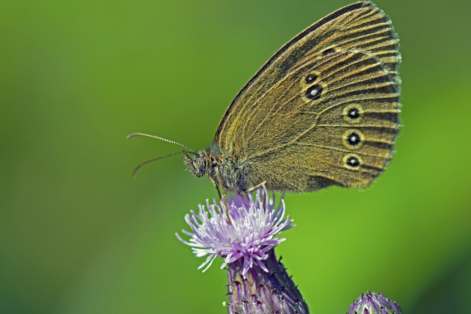 Nikon D500 sample photo. Brown forest bird, butterflies photography
