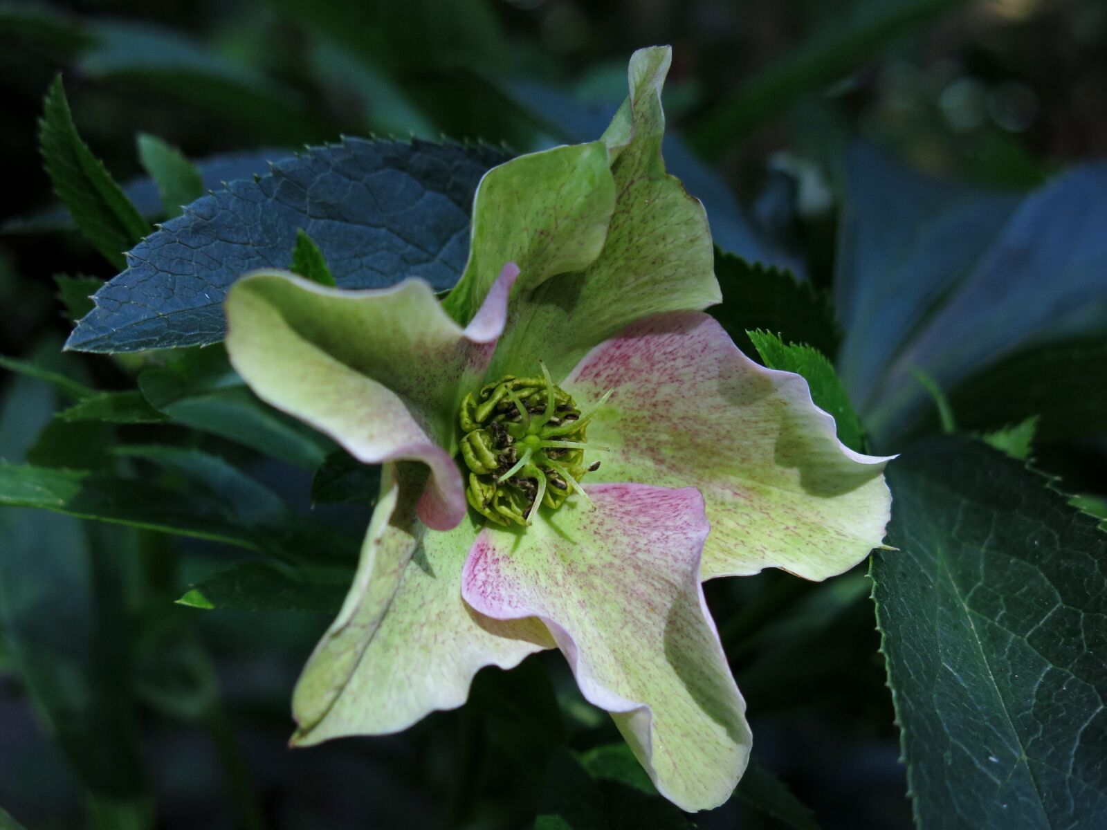 Canon PowerShot G15 sample photo. Helleborus niger, anemone blanda photography