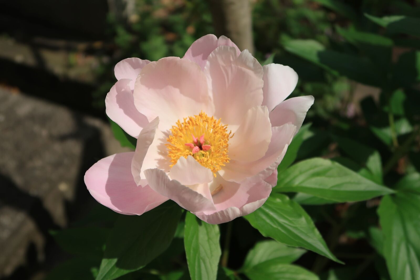Canon PowerShot G7 X Mark II sample photo. Natural, plant, flowers photography