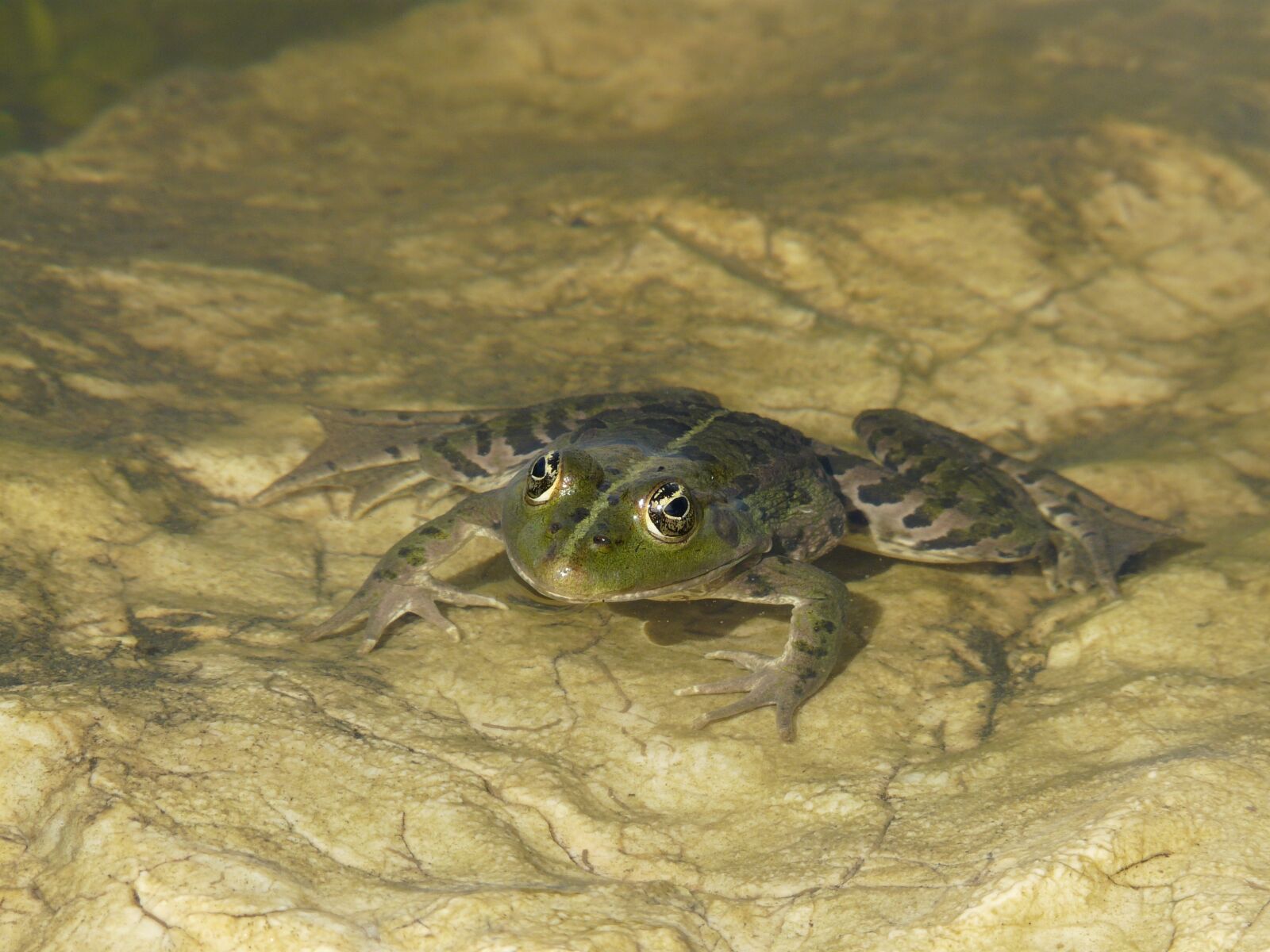 Panasonic DMC-FZ18 sample photo. Frog eyes, pond, toad photography