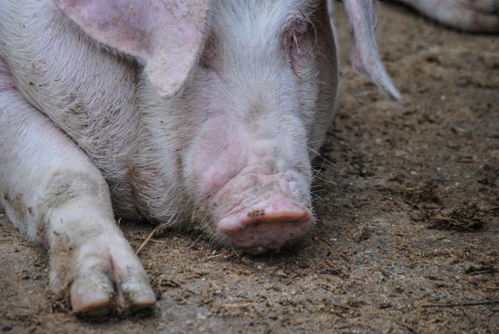Nikon D60 sample photo. Pig, cascina, campaign photography