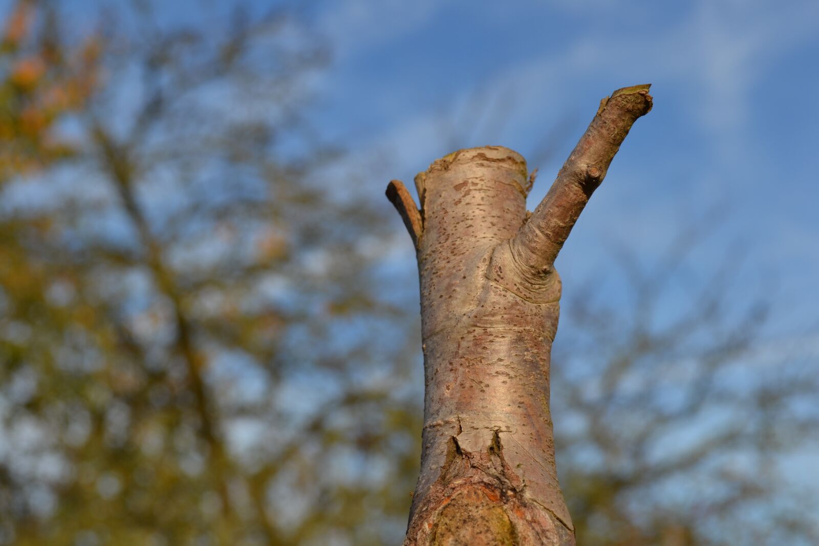Nikon D3100 sample photo. Tree stump, truncated trunk photography