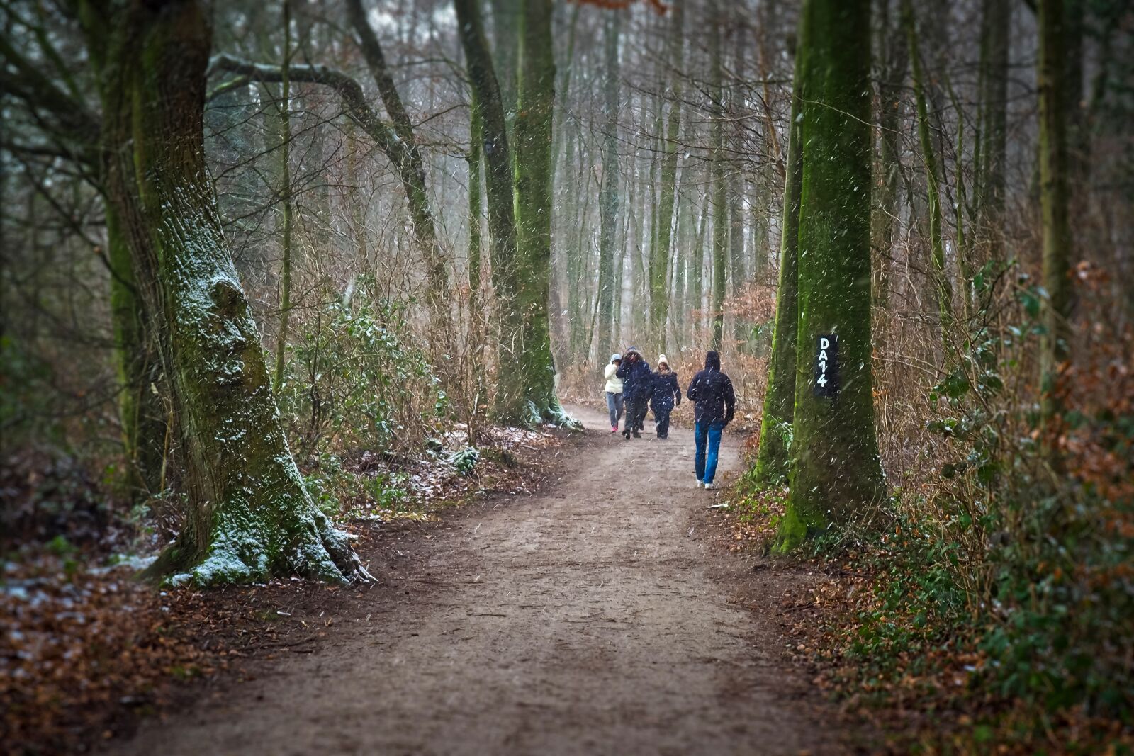 Olympus OM-D E-M10 sample photo. Forest, trees, snowfall photography