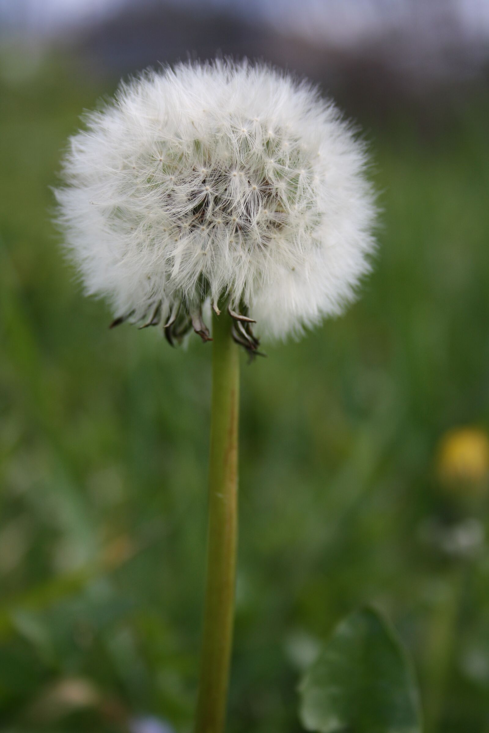 Canon EOS 1000D (EOS Digital Rebel XS / EOS Kiss F) sample photo. Grinder, plant, flower photography