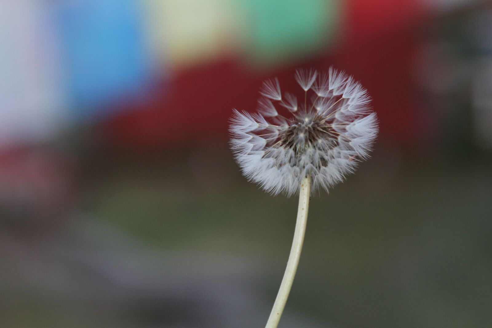Canon EOS 7D + Canon EF 24-105mm F4L IS USM sample photo. Natural, landscape, flowers photography