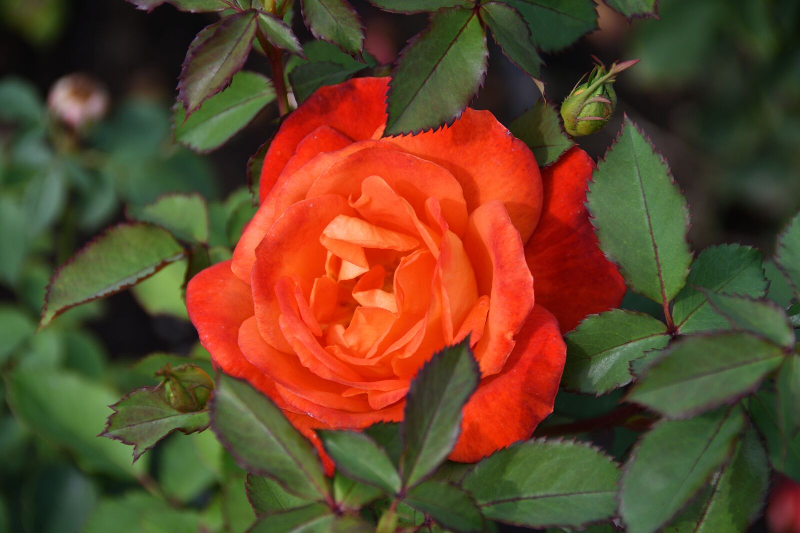 Nikon D500 sample photo. Rose, roses, red photography