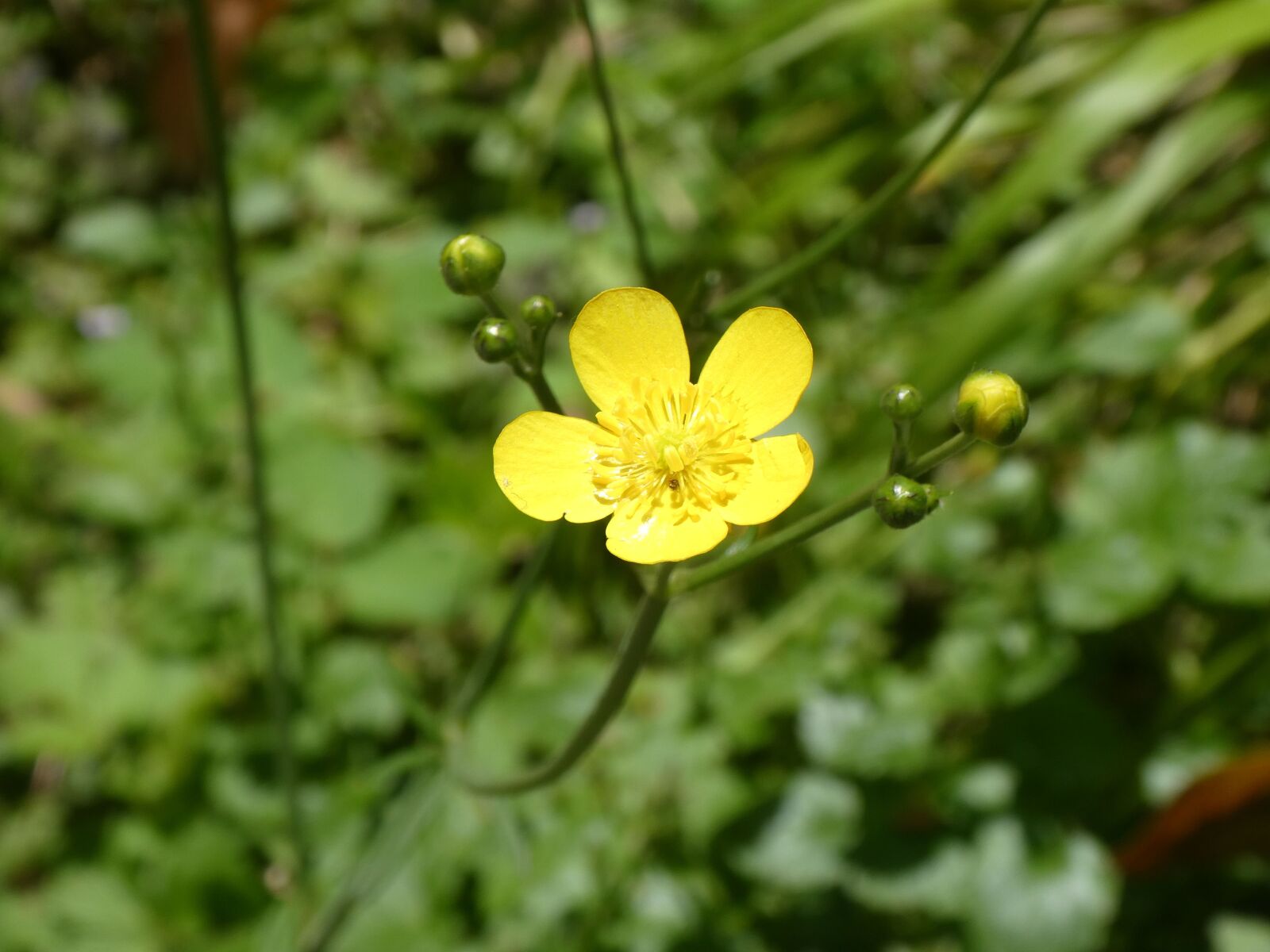 Panasonic DC-TZ91 sample photo. Ranunculaceae, buttercup, meadow photography