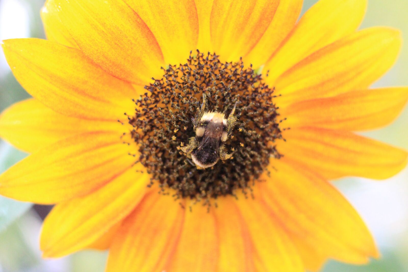 Canon EOS 700D (EOS Rebel T5i / EOS Kiss X7i) + Canon EF 50mm F1.8 STM sample photo. Sunflower, hummel, pollen photography