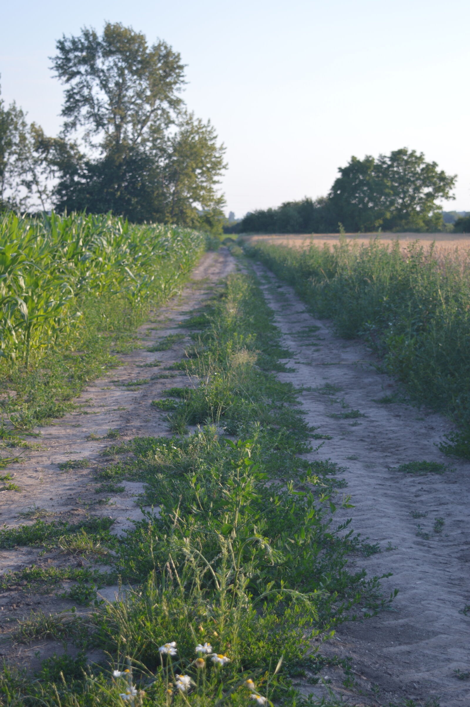 Nikon D3200 sample photo. Mothernature, nature, path photography
