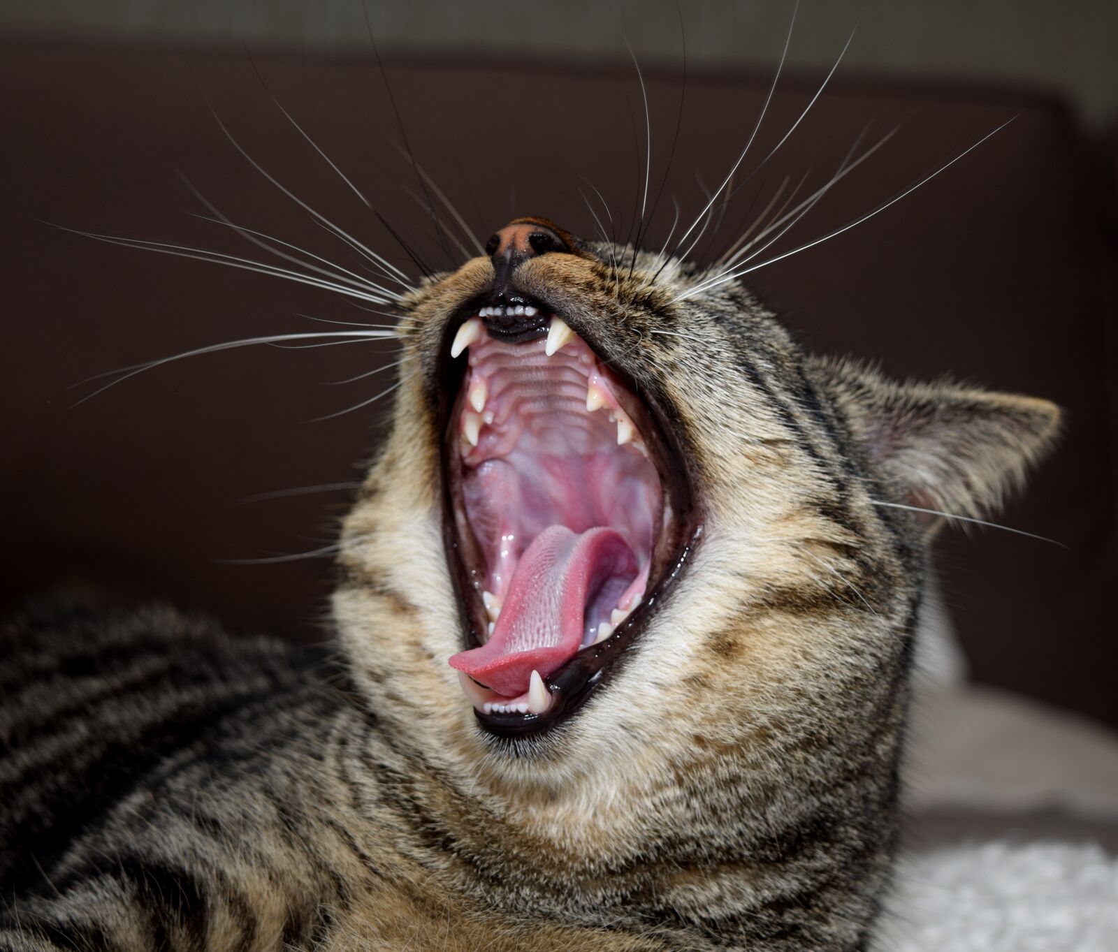 Nikon D5300 sample photo. Cat, animal, mammal photography