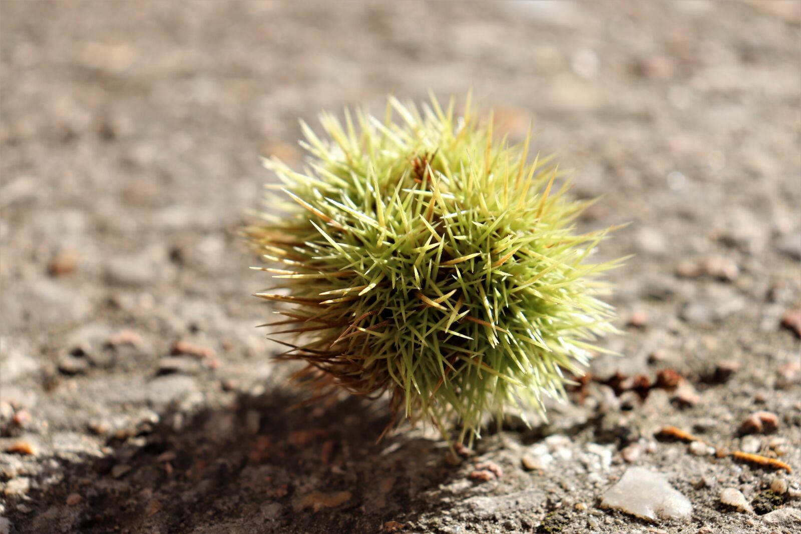 Canon EOS 800D (EOS Rebel T7i / EOS Kiss X9i) sample photo. Chestnut, bug, quills photography