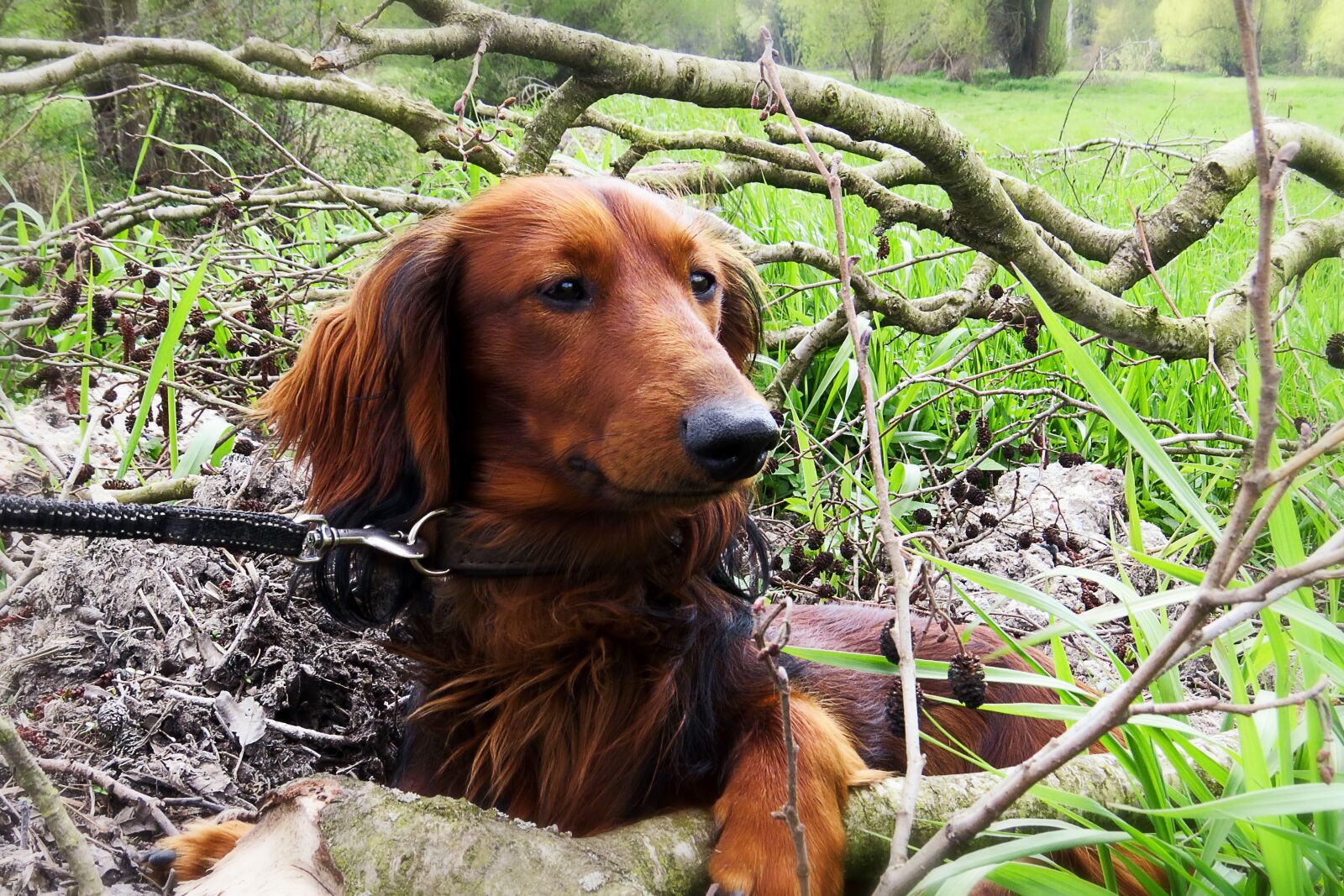 Canon PowerShot SX50 HS sample photo. Dog, dachshund, dachshund dog photography