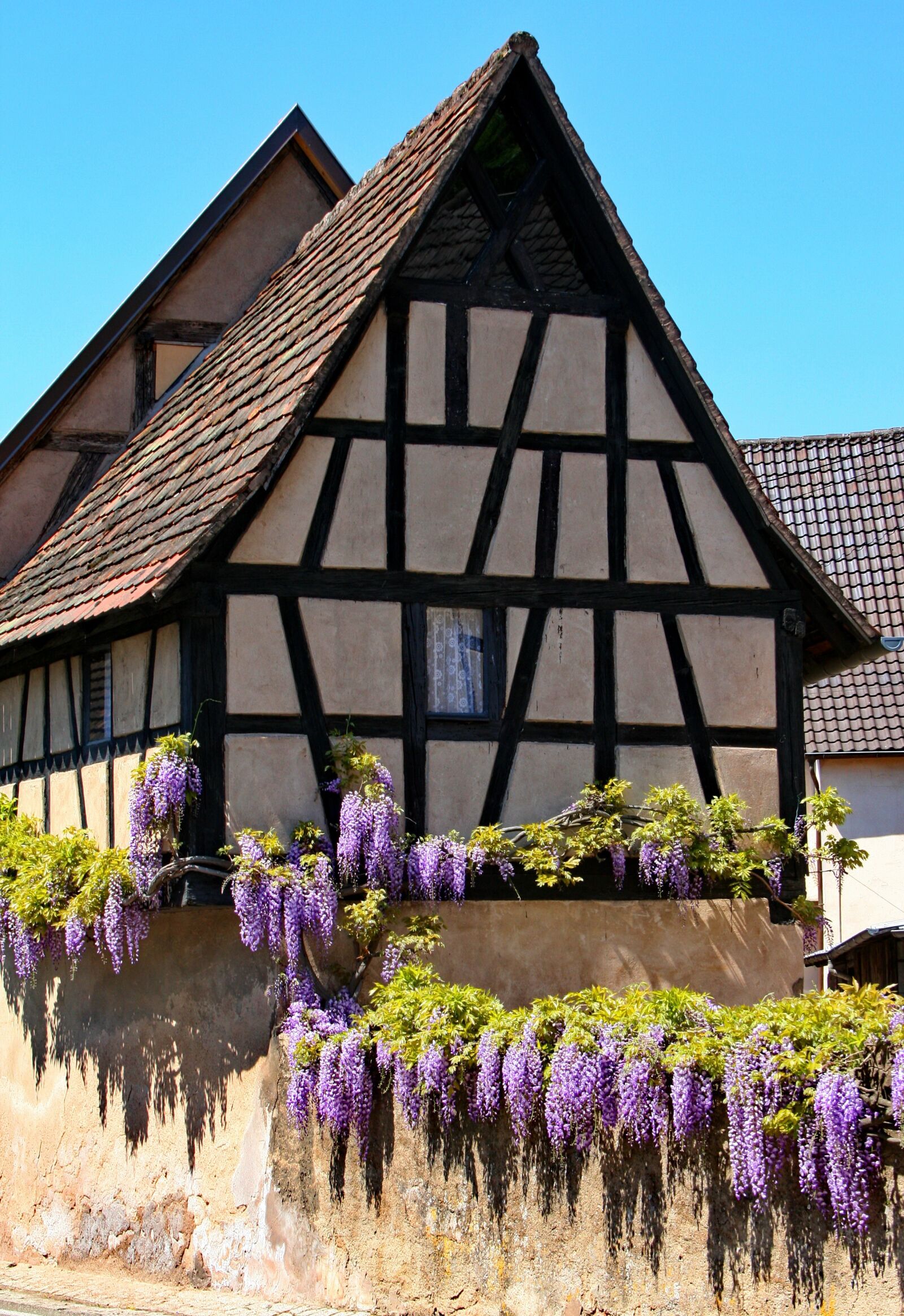 Canon EOS 400D (EOS Digital Rebel XTi / EOS Kiss Digital X) sample photo. Fachwerkhaus, wisteria, truss photography