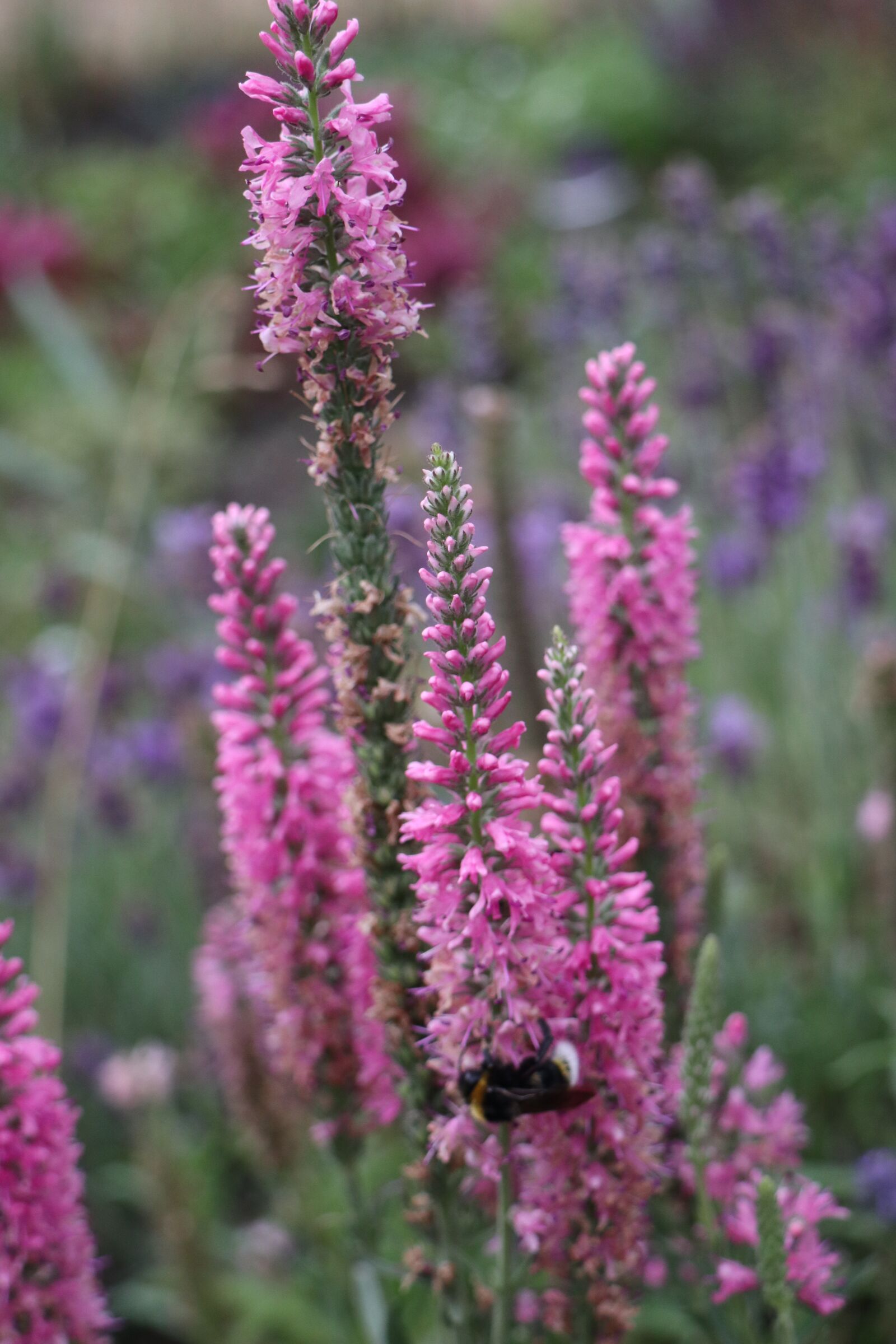 Canon EOS M6 sample photo. Summer, garden, plants photography