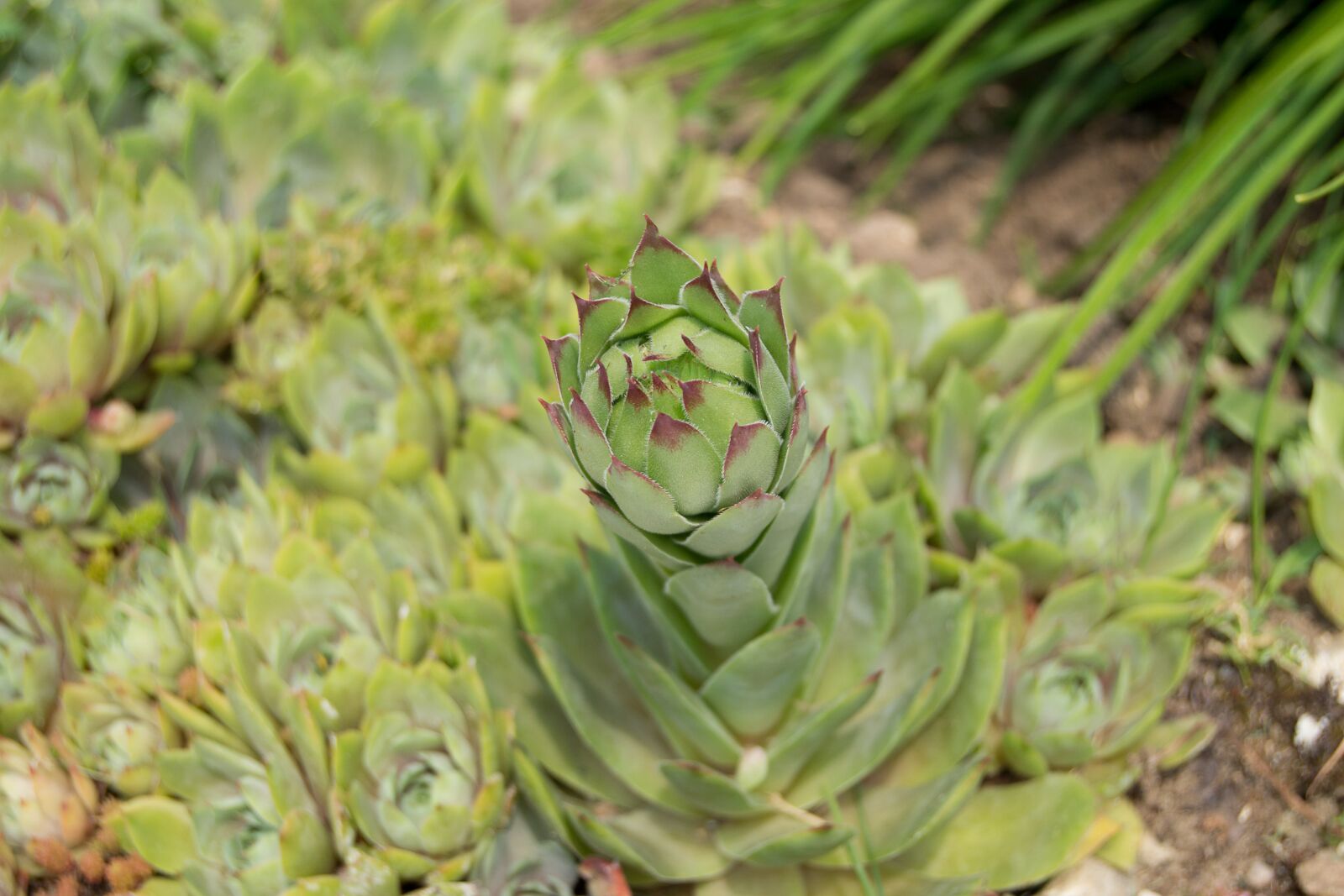 Nikon D3100 sample photo. Plant, houseleek, pointed photography